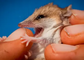 Resurrecting the Past: The Bold New Science of De-Extinction