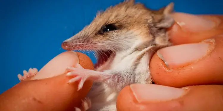 Resurrecting the Past: The Bold New Science of De-Extinction