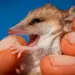 Resurrecting the Past: The Bold New Science of De-Extinction